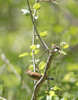 Indigo Bunting